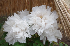 鎌倉神苑ぼたん庭園