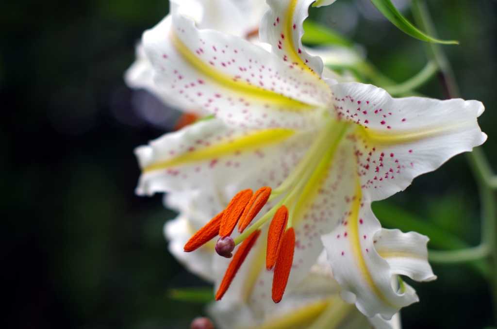 泉の森　山百合