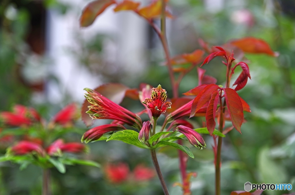庭の花