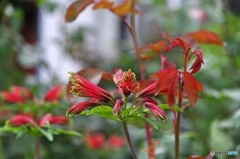 庭の花