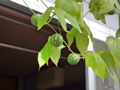 オキナワスズメウリ