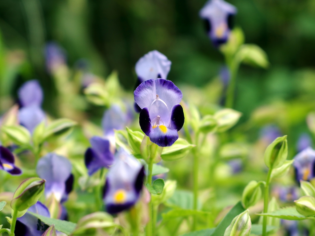 庭の花