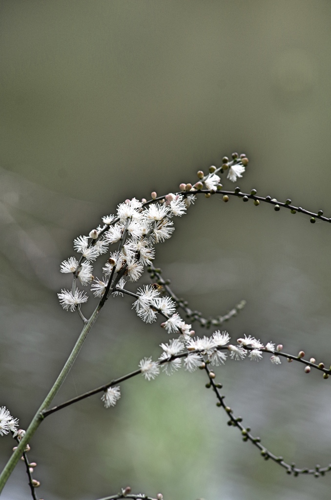 泉の森