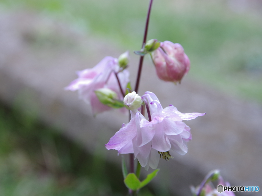 庭の花