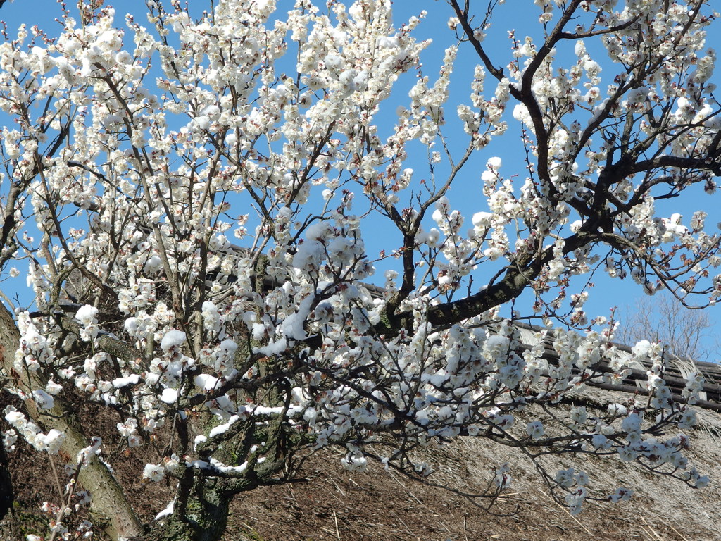 民家園　雪を乗せた白梅