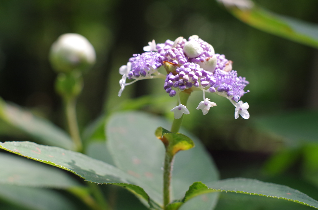 泉の森　玉紫陽花
