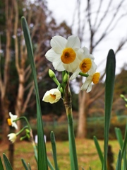 泉の森