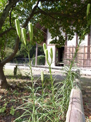 郷土民家園　鬼百合
