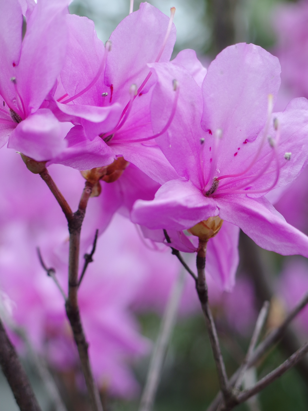 ミツバ　ツツジ