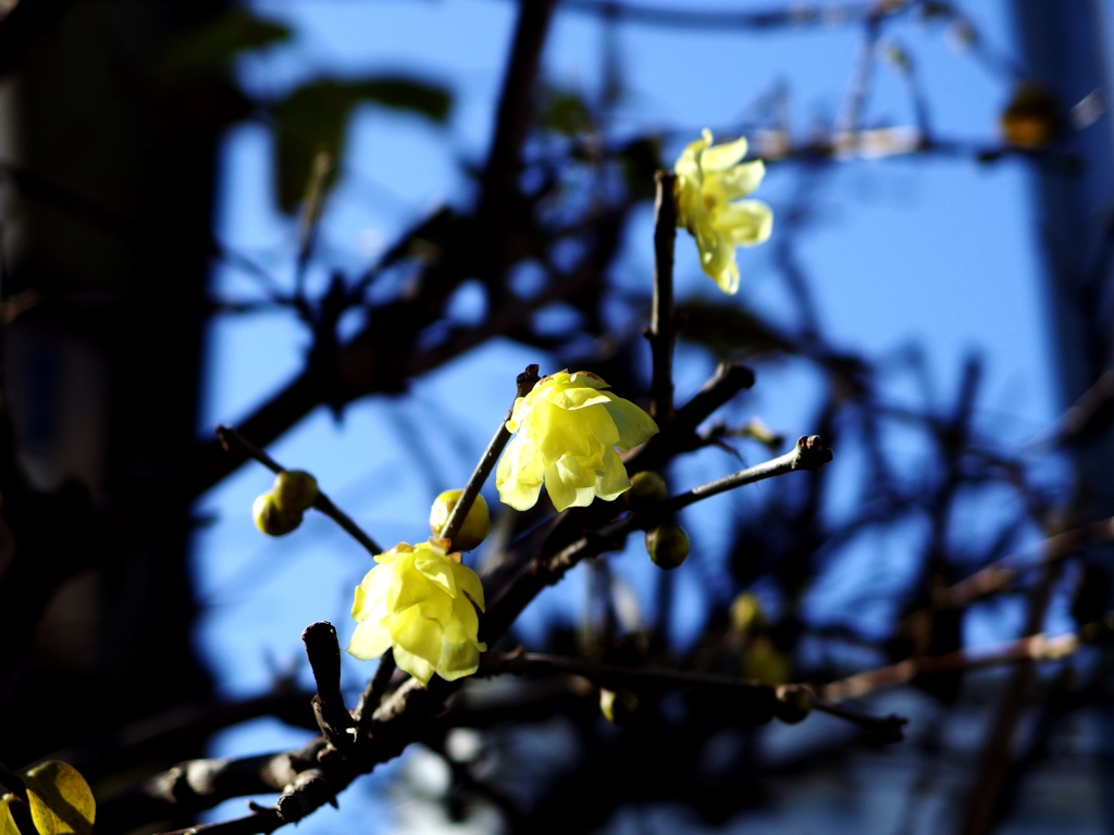 庭の花