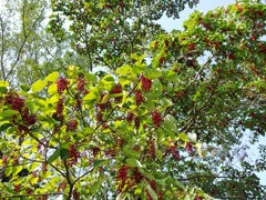 泉の森