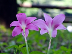 泉の森