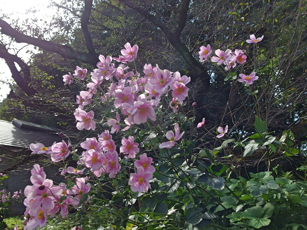 神代植物公園