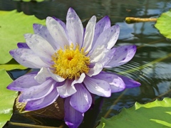 神代植物公園