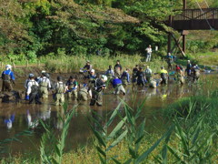湿生池かいぼり 風景