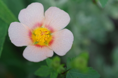 庭の花