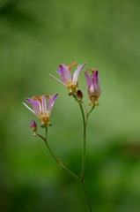 泉の森