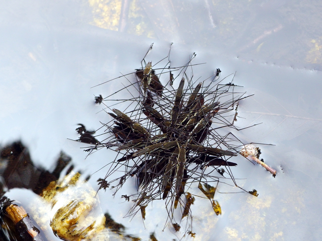 アメンボ君何があったの