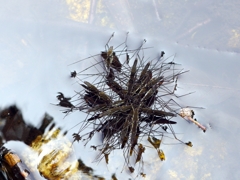 アメンボ君何があったの