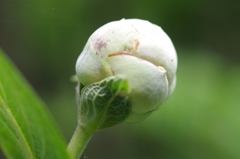 玉紫陽花　つぼみ