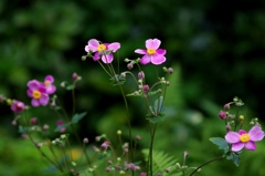 泉の森