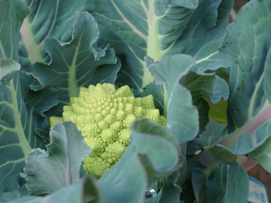 カリフラワー　ロマネスコ (サンゴ礁)