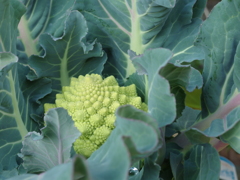 カリフラワー　ロマネスコ (サンゴ礁)