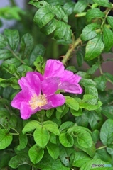 庭の花