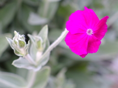 アスチルベ　ナデシコ