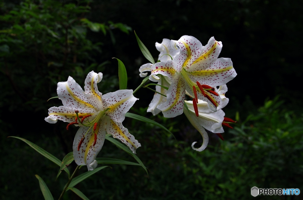 泉の森