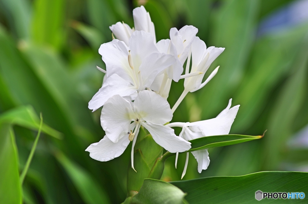 庭の花