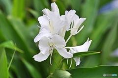 庭の花