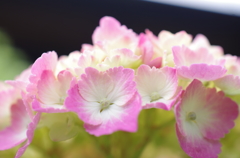 庭の紫陽花