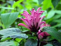 庭のサンゴの木