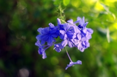 庭の花
