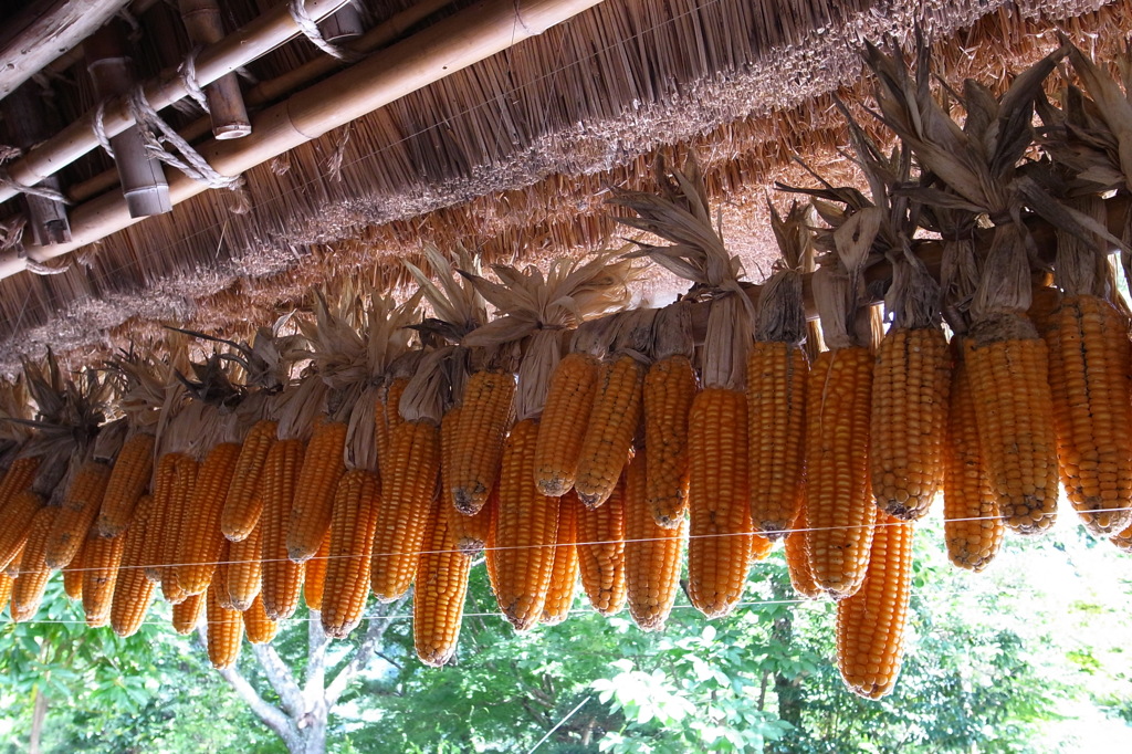 軒下のトウモロコシ
