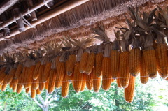 軒下のトウモロコシ