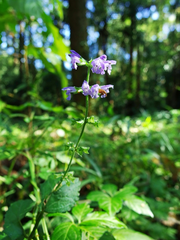 泉の森