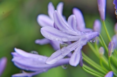庭の花