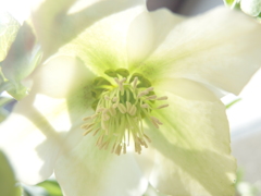 クリスマスローズ