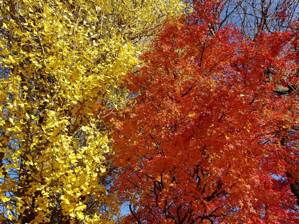 紅葉