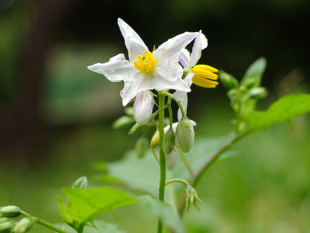 引地川の悪ナスビ