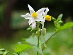 引地川の悪ナスビ