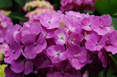 庭の花