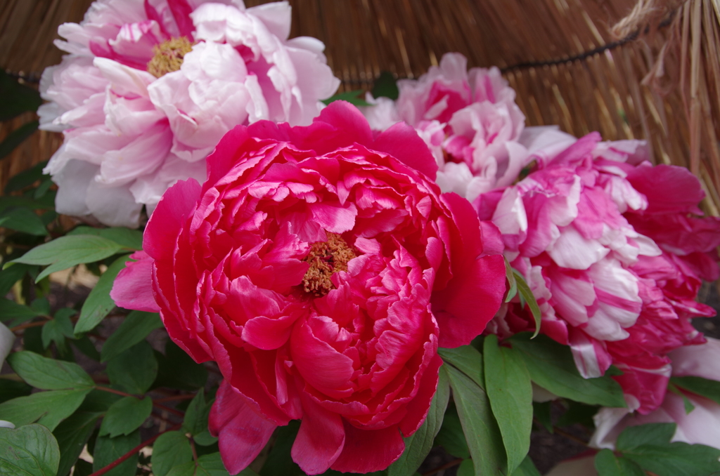鎌倉神苑ぼたん庭園