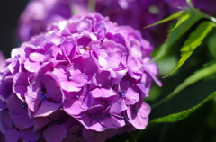庭の紫陽花