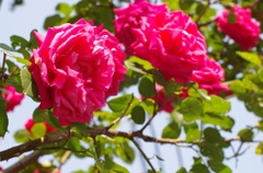 わが家のバラⅡ