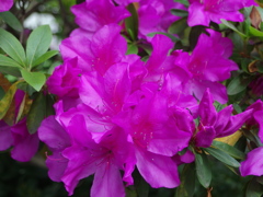 わが家のツツジ