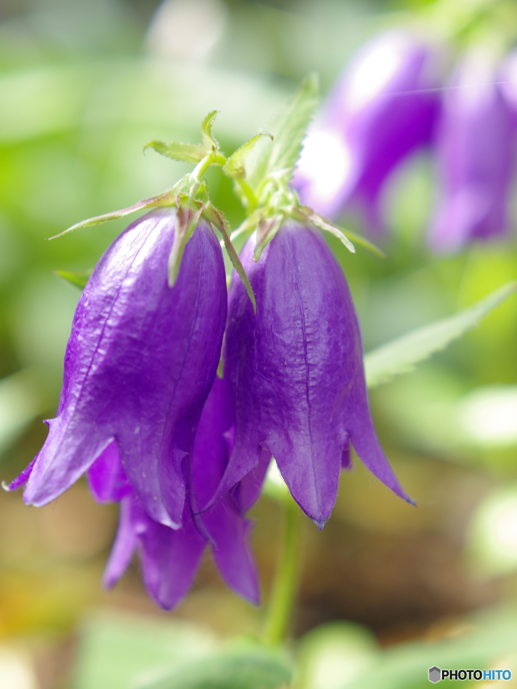 庭の花