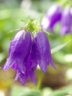 庭の花